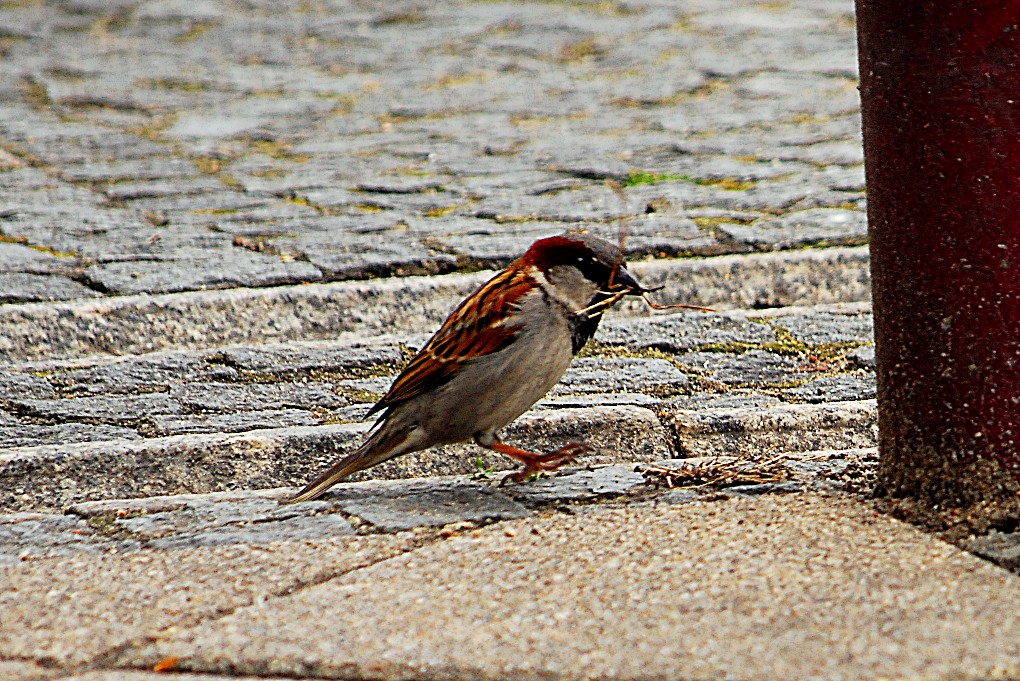 SpatzVonMüllroseBeimRupfenUndZupfen 0061 110515 1020x681 90
