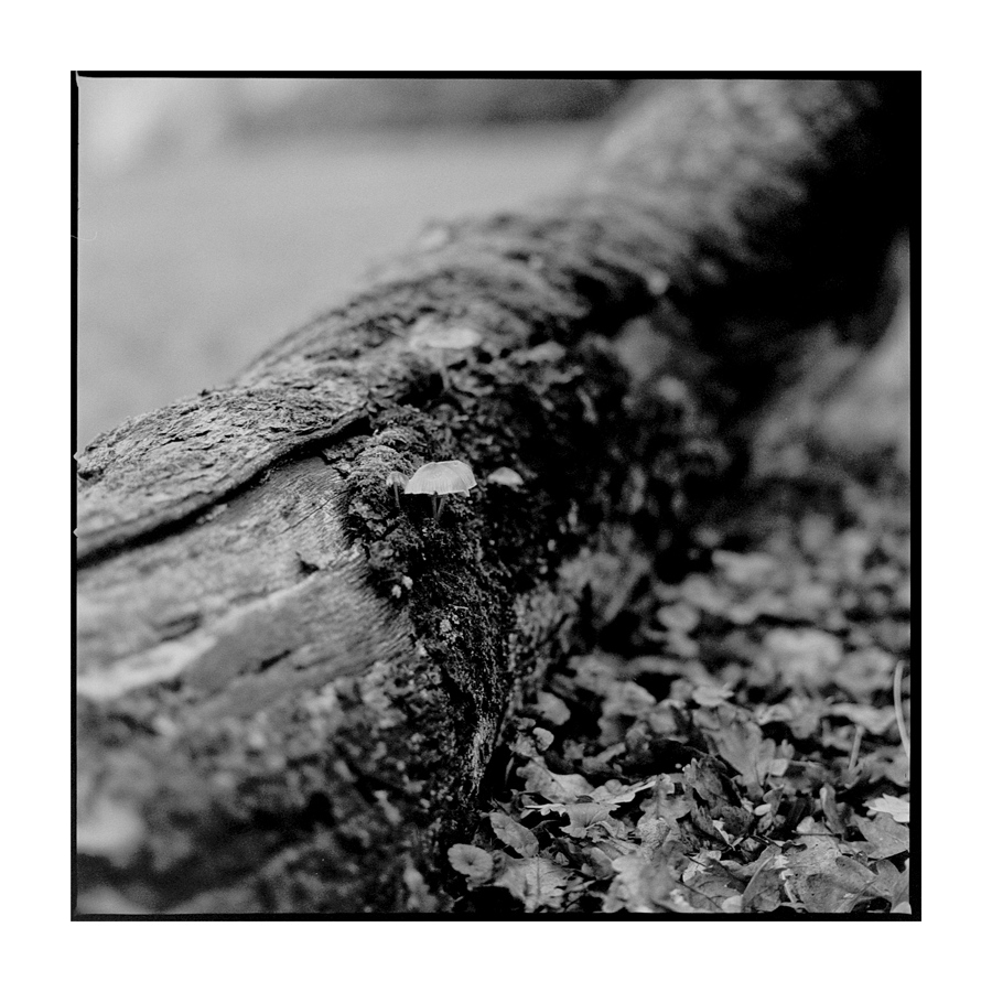 Spaziergang 3