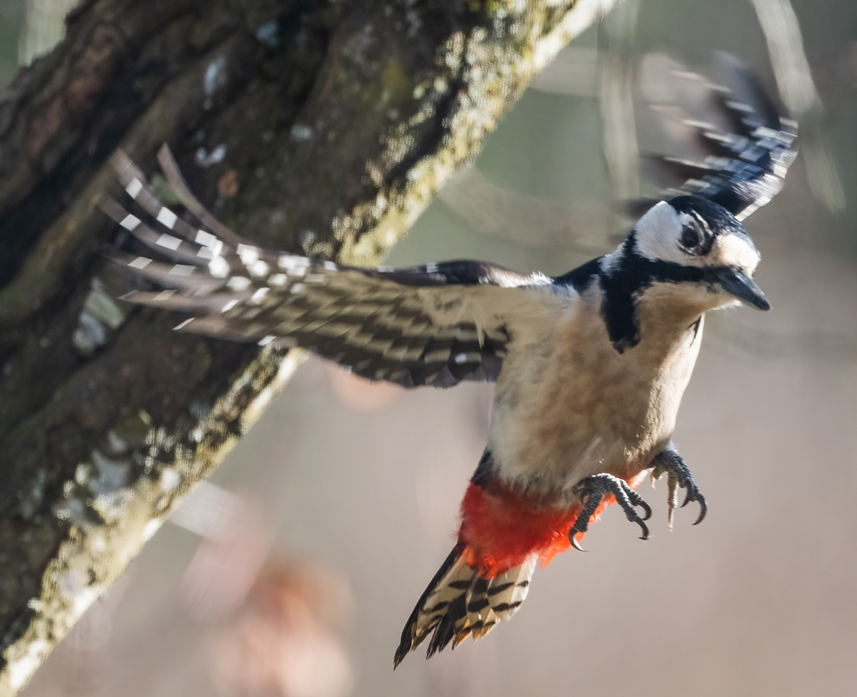Specht im Flug.jpg