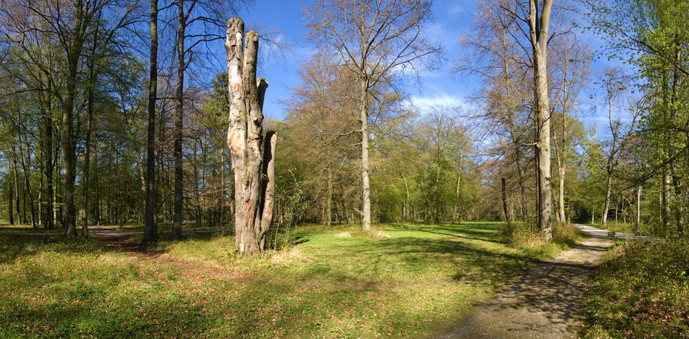 spechtbaum
