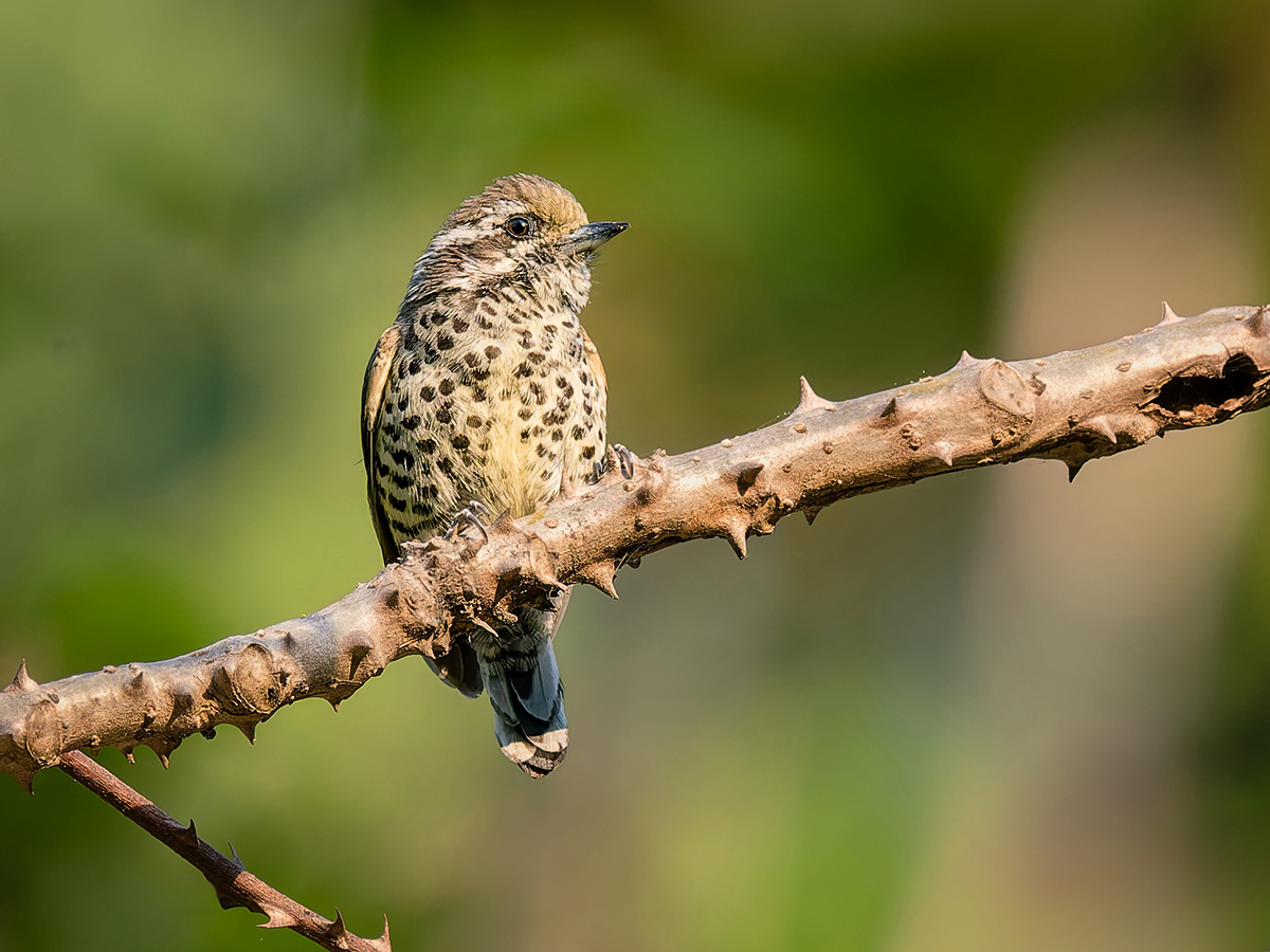Speckled Piculet.jpg