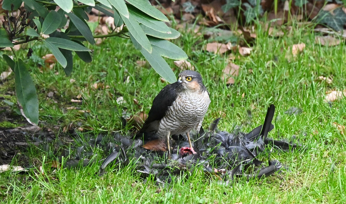 Sperber schlägt Amsel im Garten.jpg