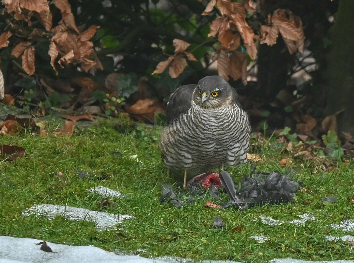 Sperber schlägt Vogel.jpg