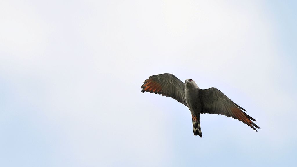 Sperberweihe (Crane Hawk)
Karanambu
5912