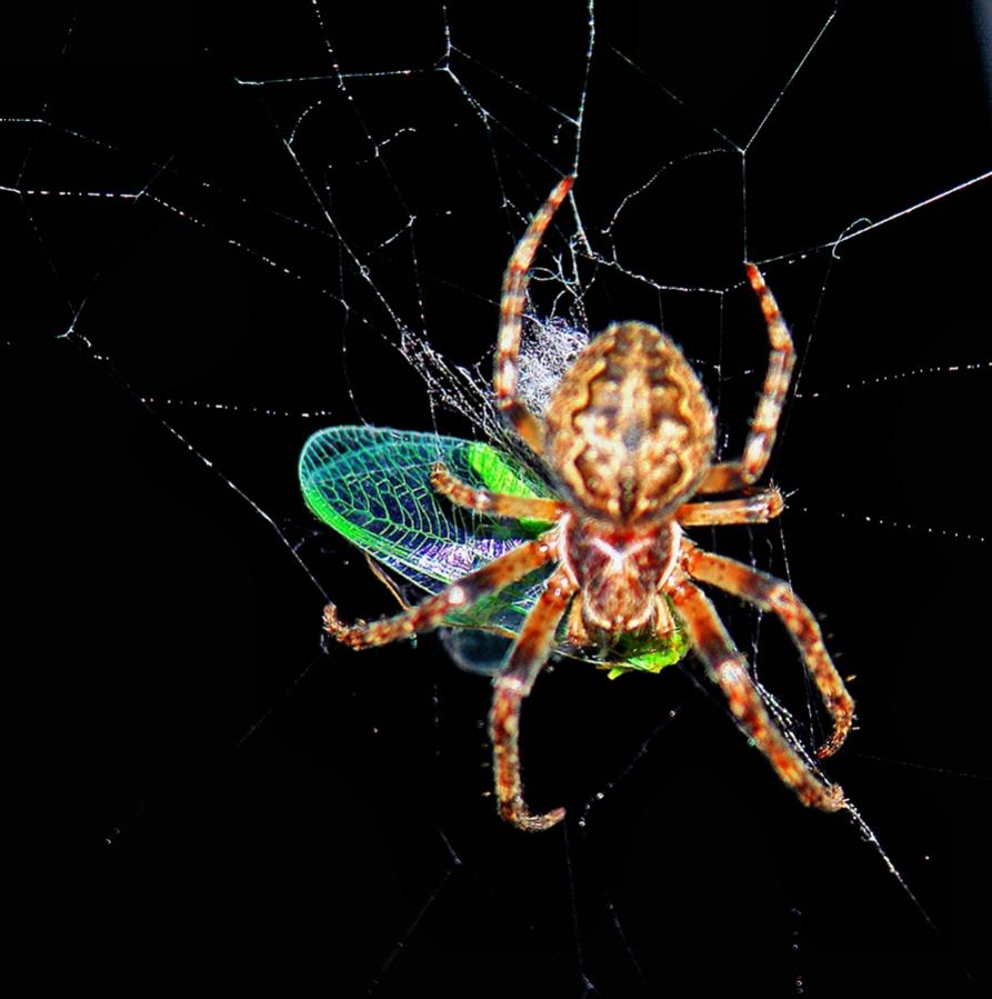 spider