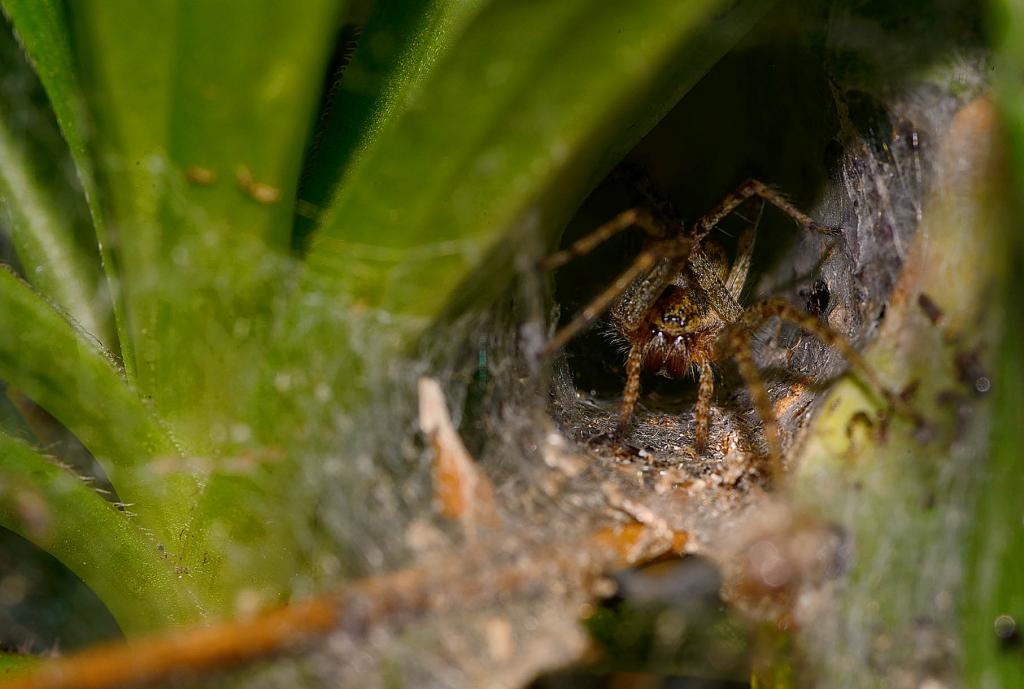 Spiderathome