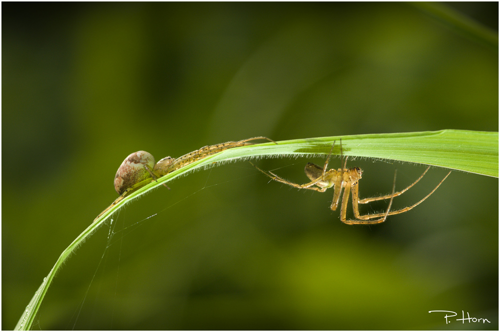 Spiders
