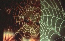 spiderweb