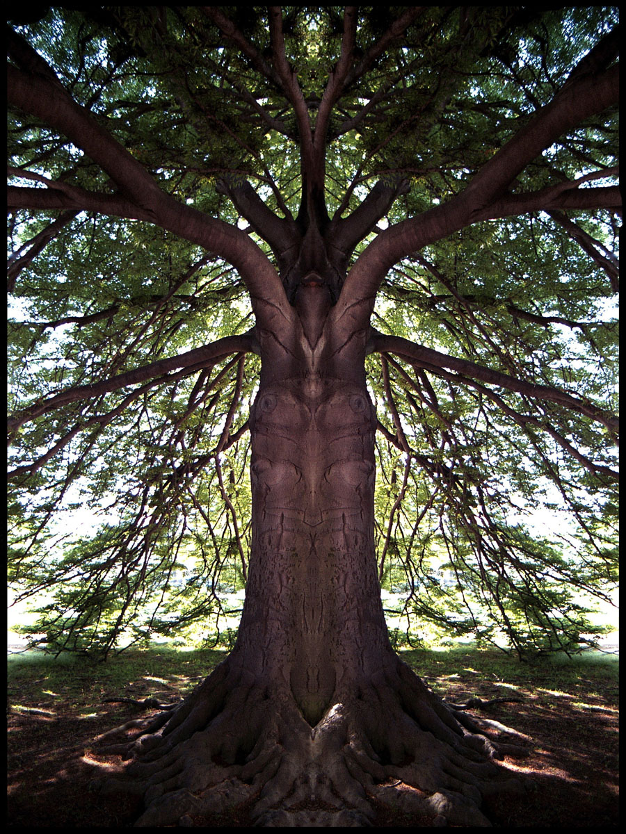 Spiegelbaum1.jpg