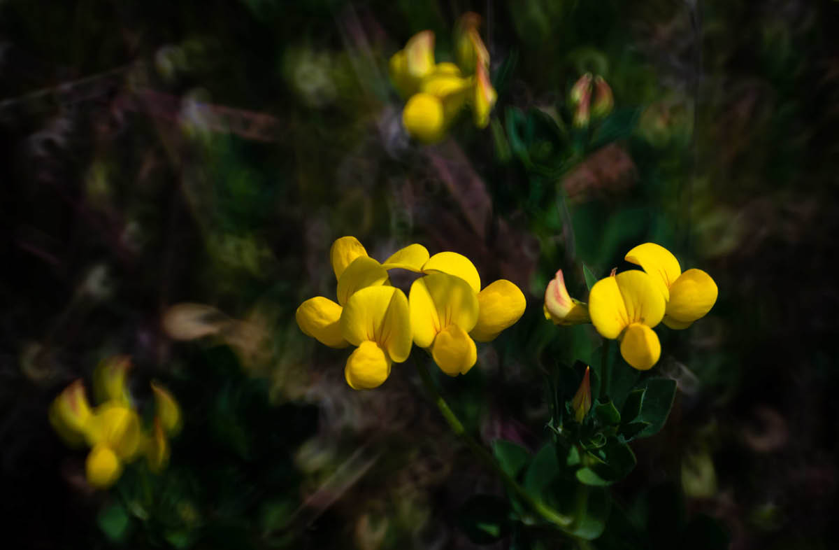 Spiegelbokeh.jpg