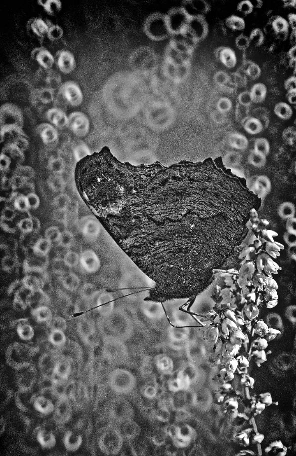 Spiegeltele 1 BW_bearbeitet-1.jpg