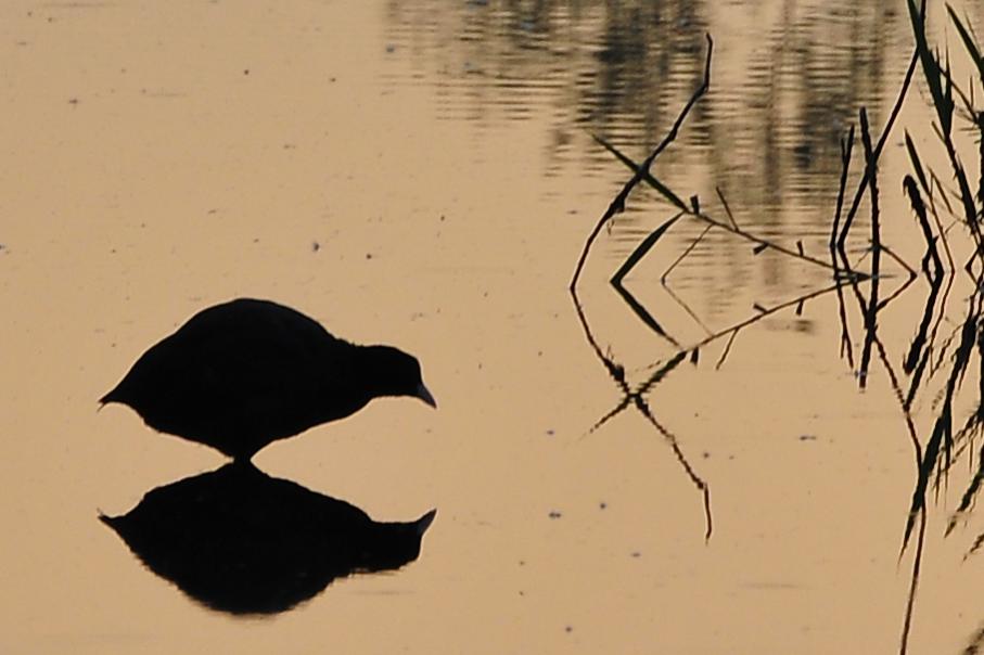 Spiegelwelt (D300, AF-S VR 300mm/Bl. 8, 1/400s, MHX 4055 crop100 USM)