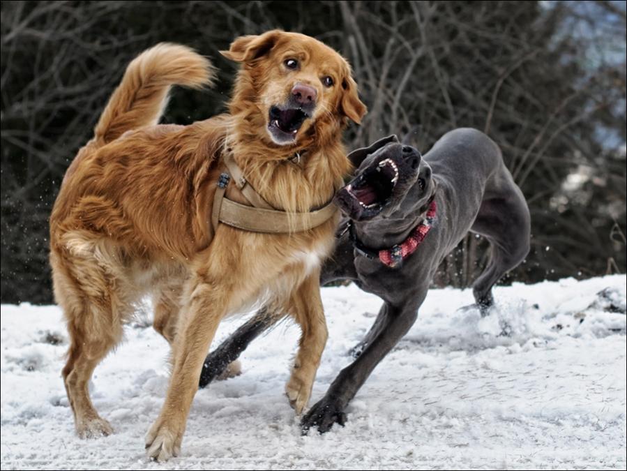 Spielende Hunde a23073535
