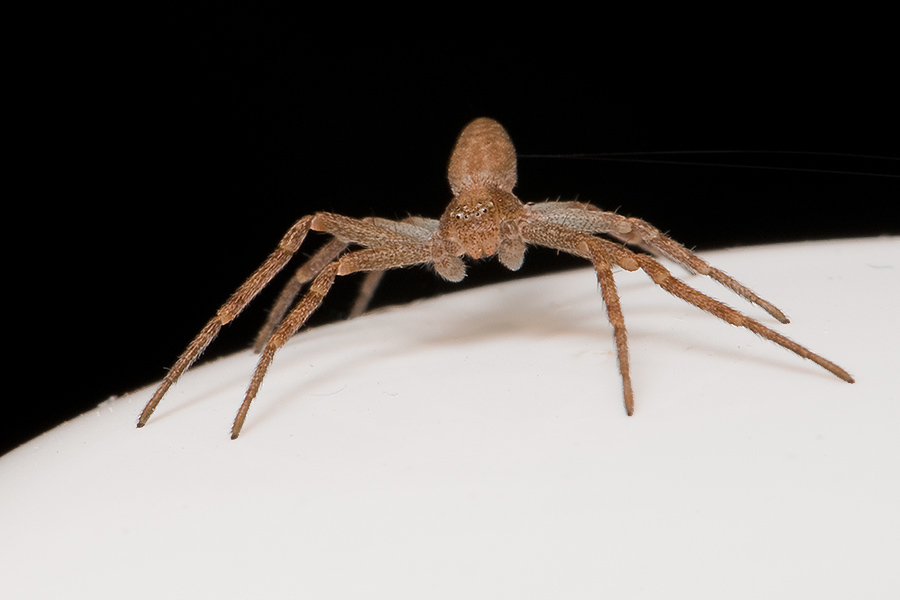 Spinne 0049