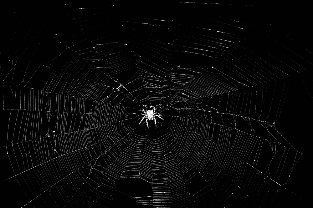 Spinne 1