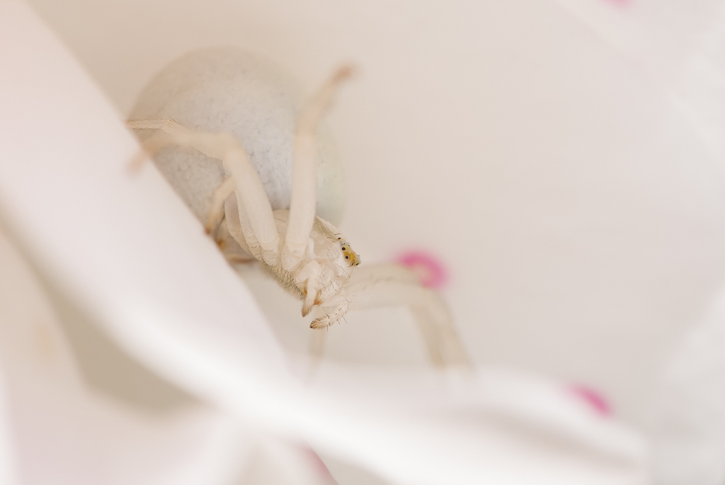Spinne 1