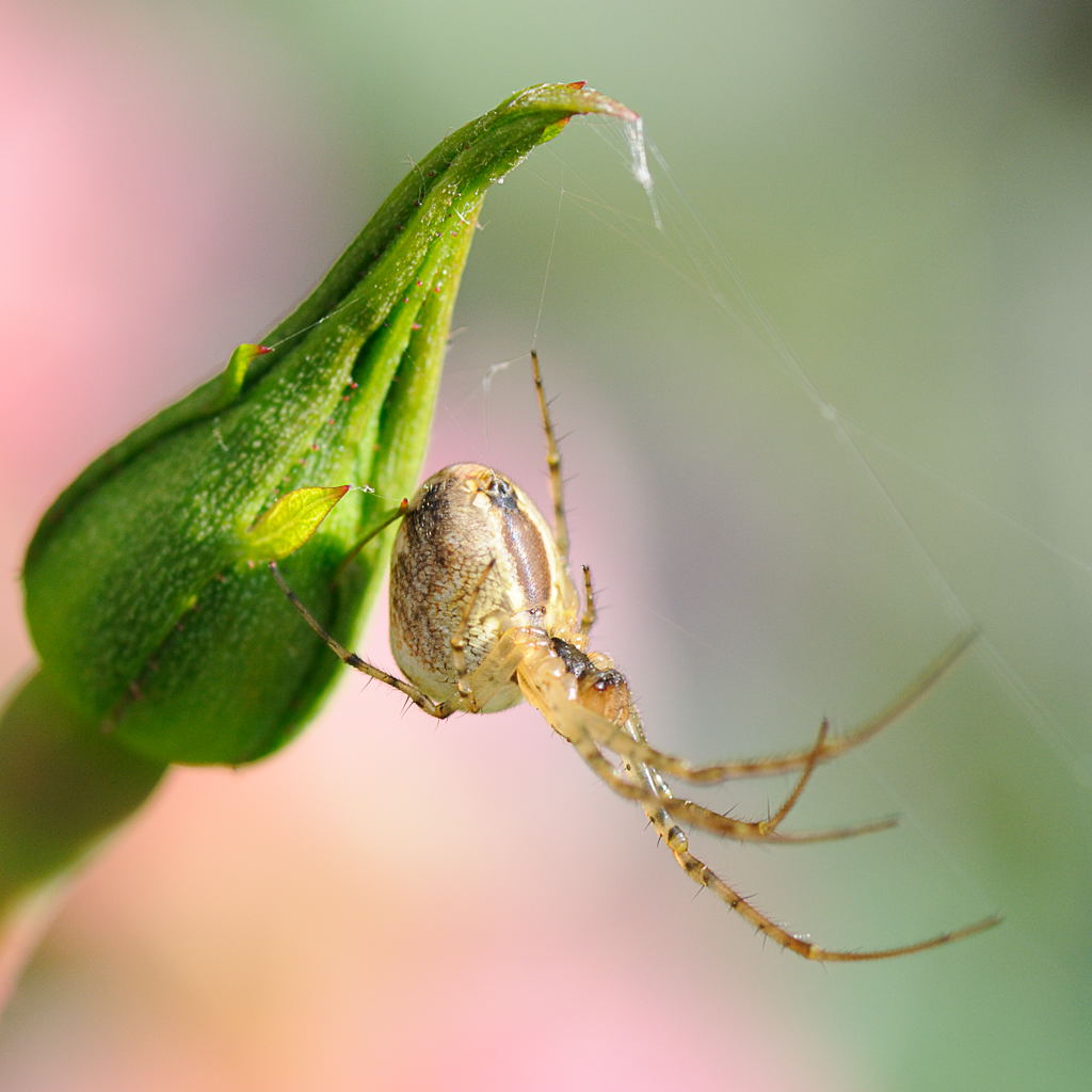 Spinne 1