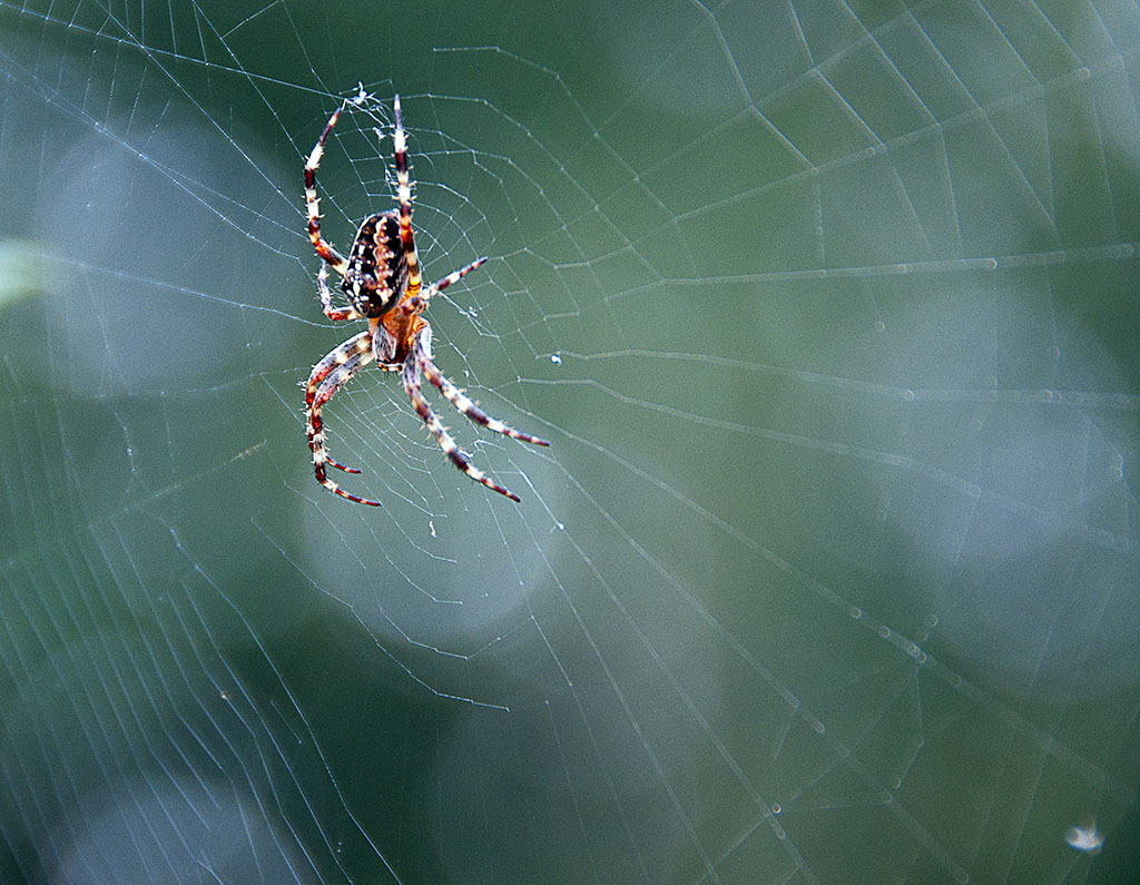 Spinne 2