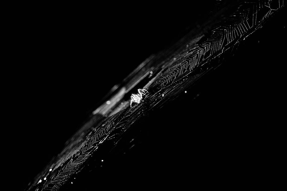 Spinne 2