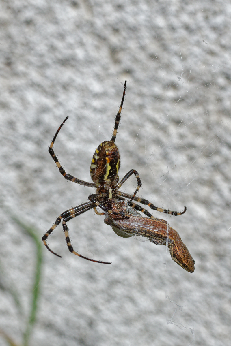Spinne-Eidechse.jpg
