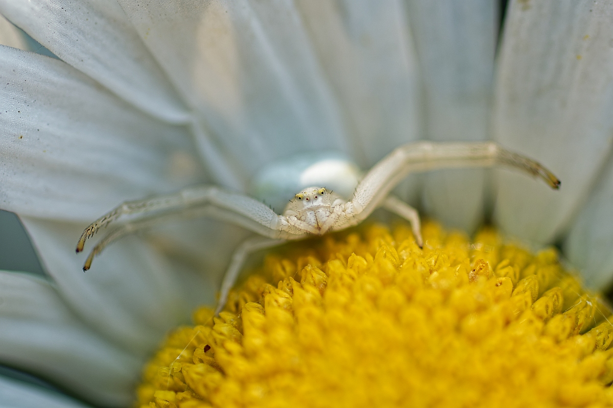 Spinne II.jpg