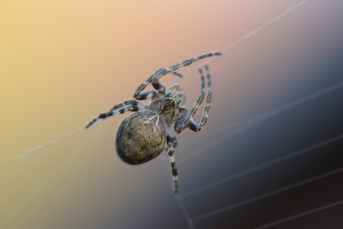Spinne im Licht