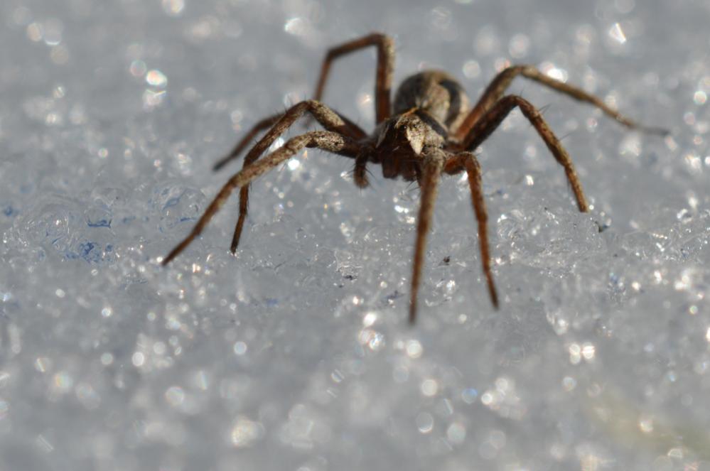 Spinne im Schnee