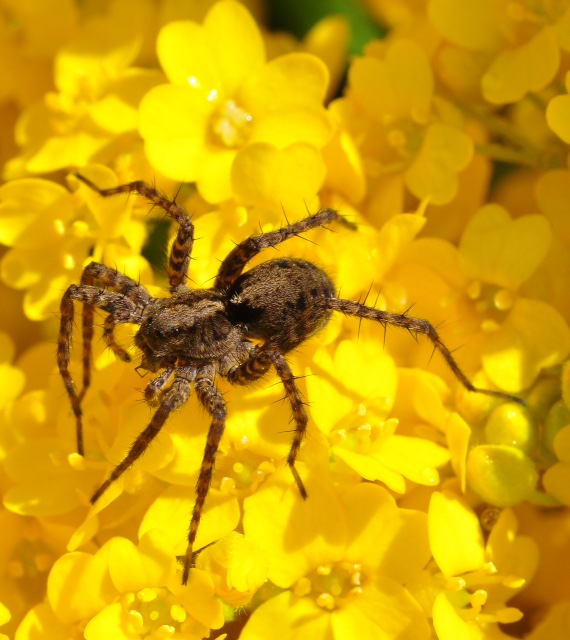 Spinne.jpg