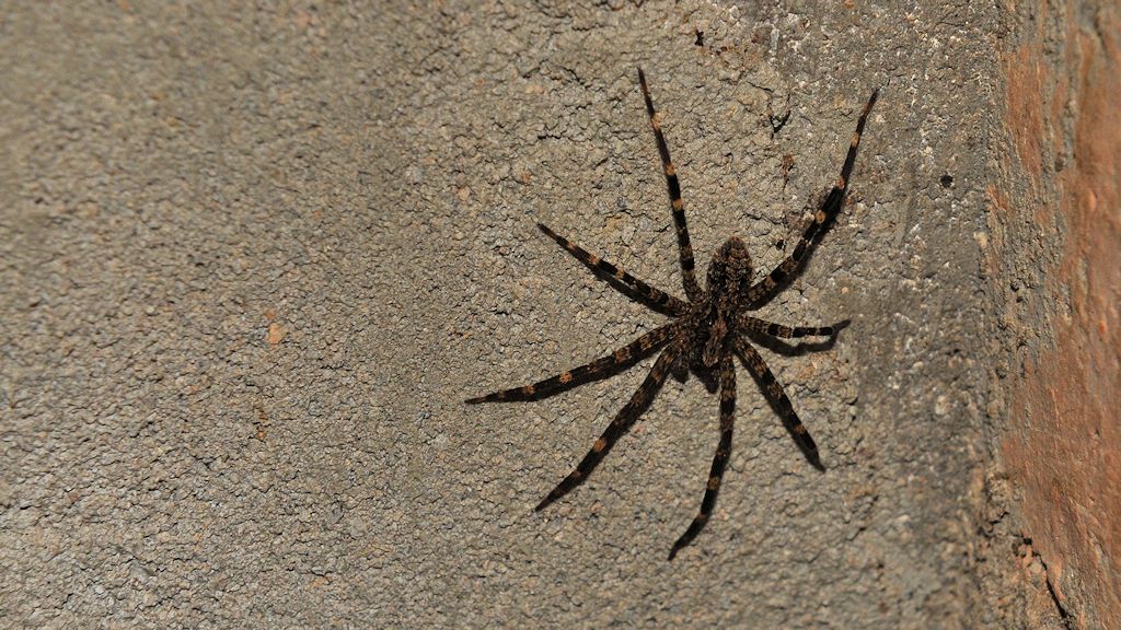 Spinne
Karanmbu
5771