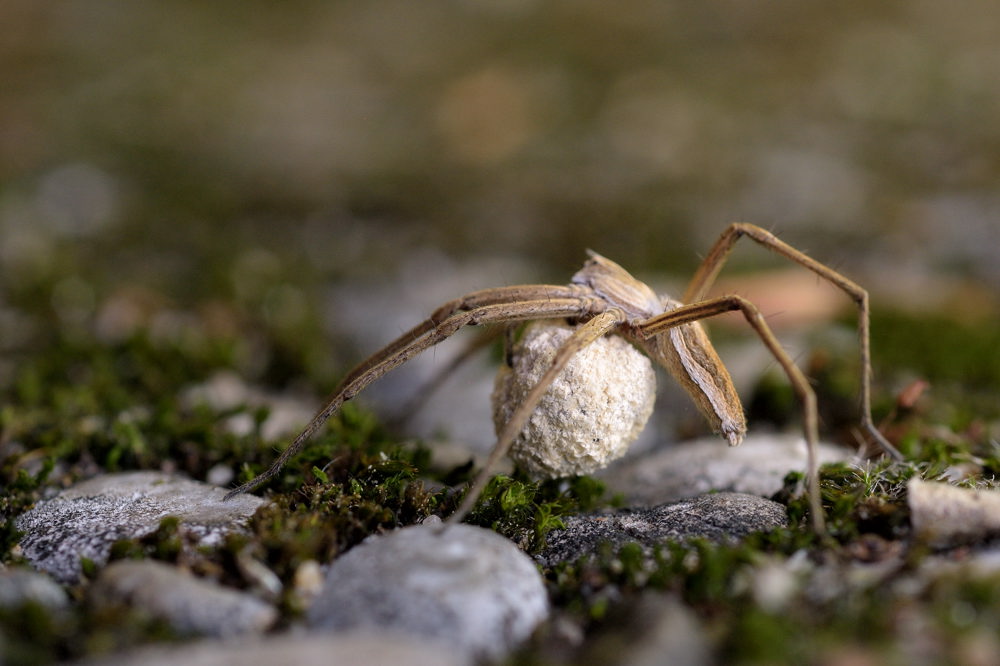 Spinne mit Kokon II