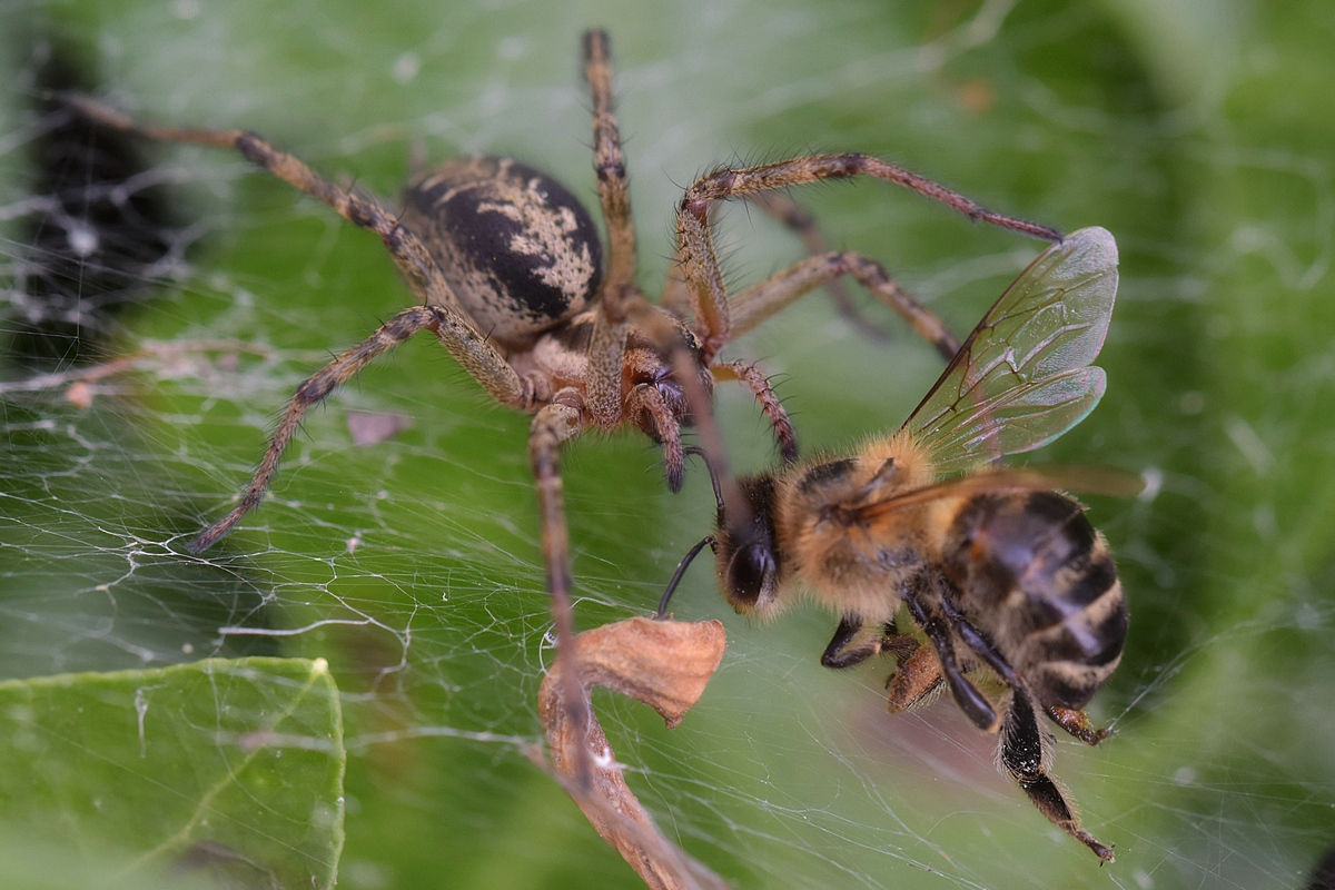 Spinne tötet Biene2