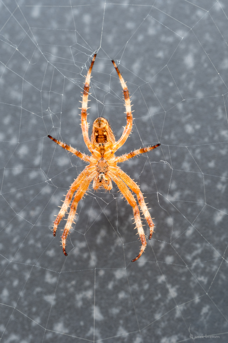 Spinne von unten