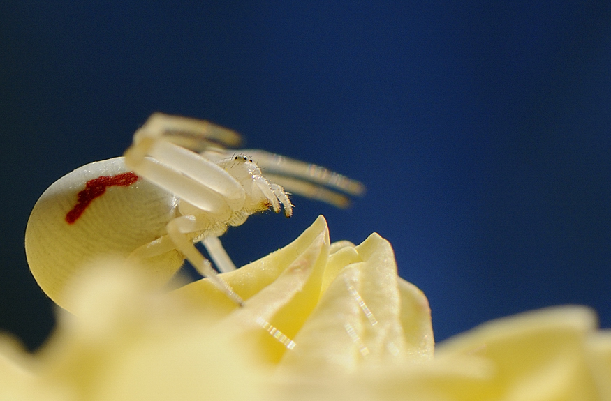 Spinne-x
