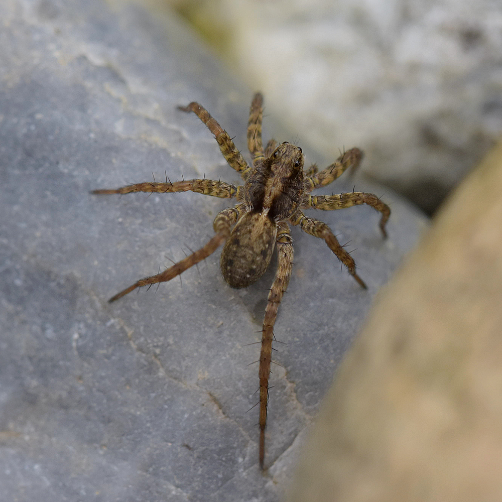 Spinne x