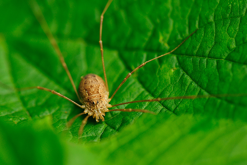 Spinne