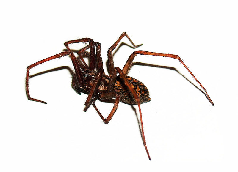 Spinne