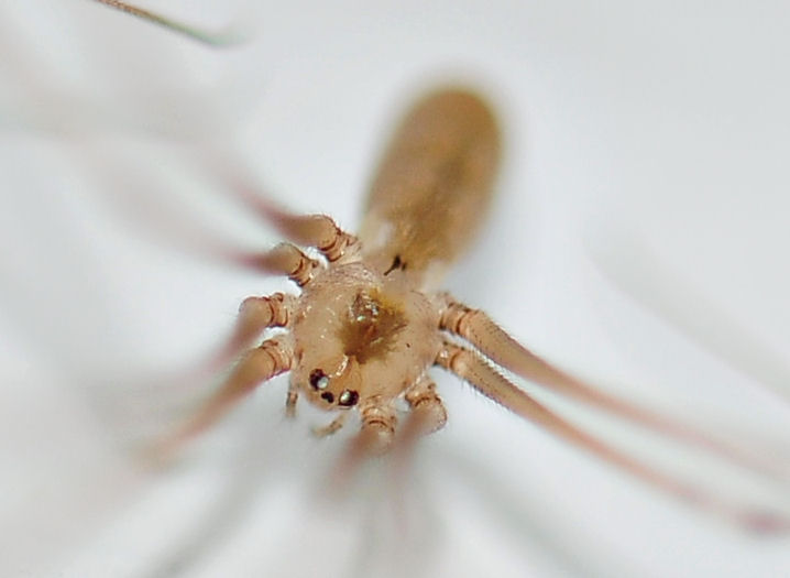 spinne