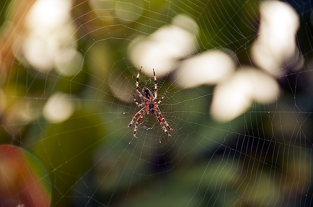 Spinne