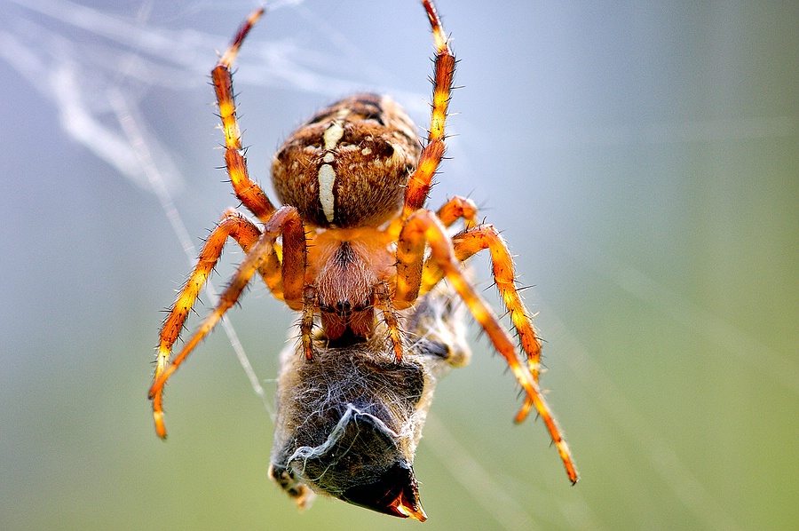 Spinne