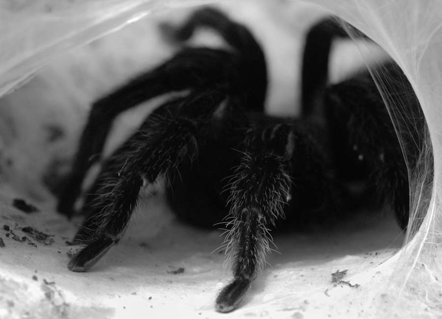 Spinne