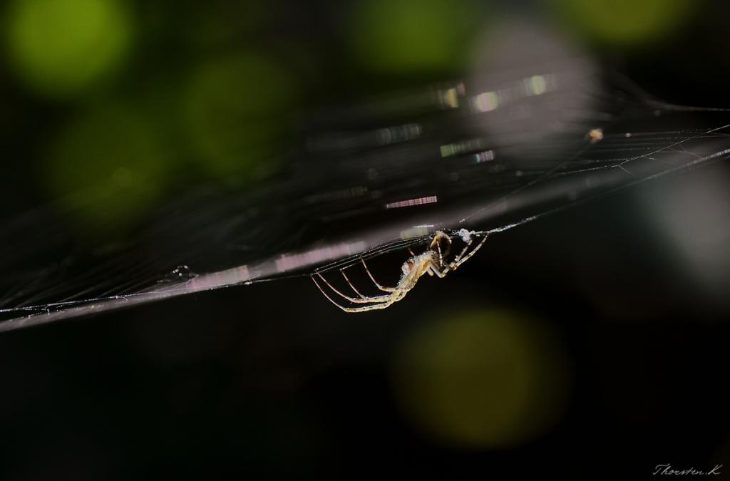 spinne
