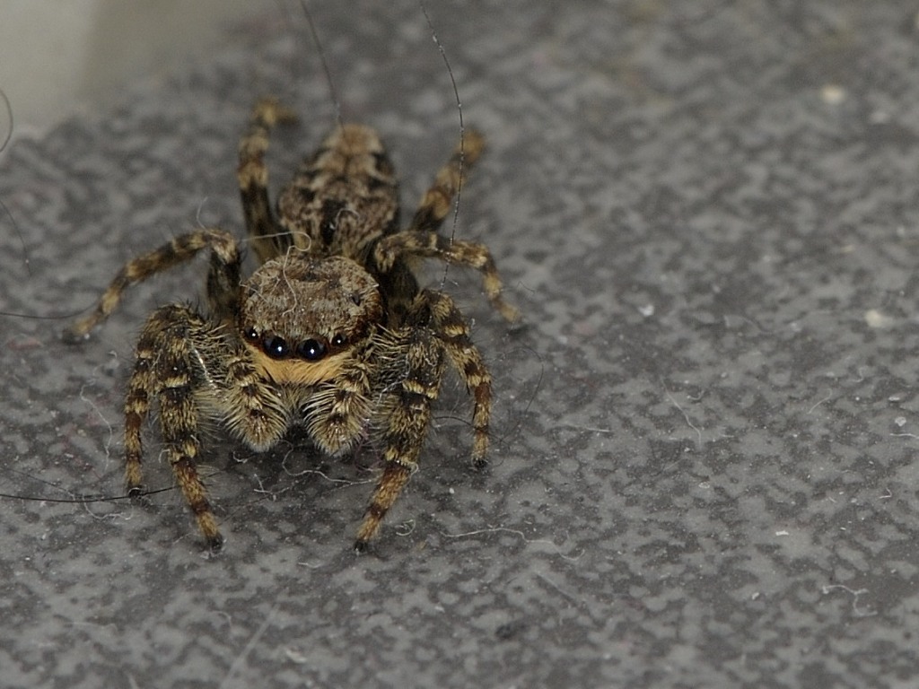 Spinne