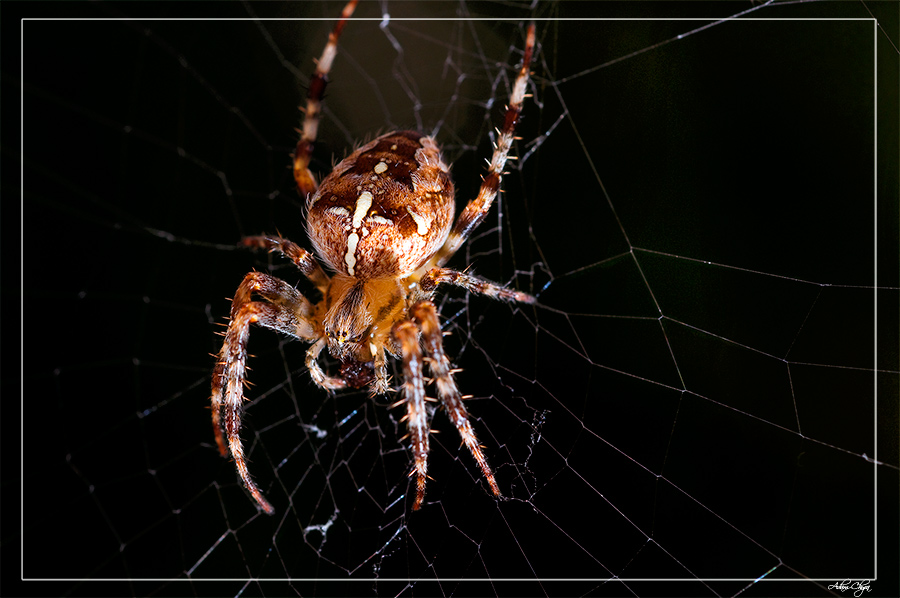 Spinne