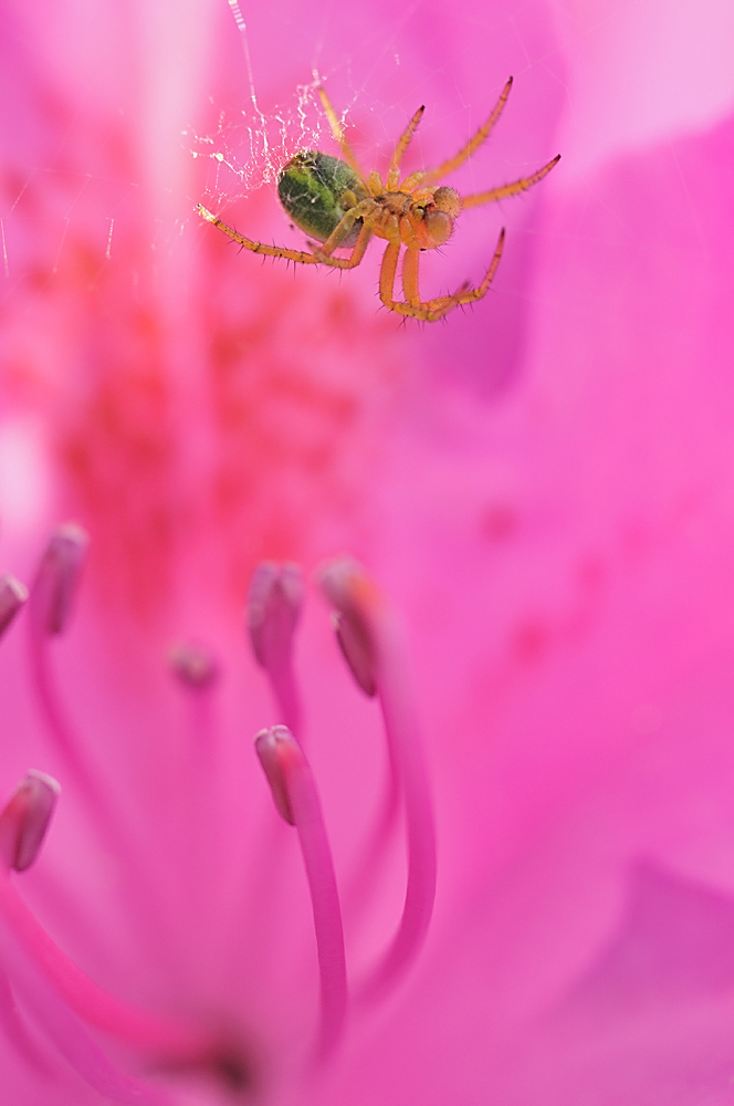 Spinne