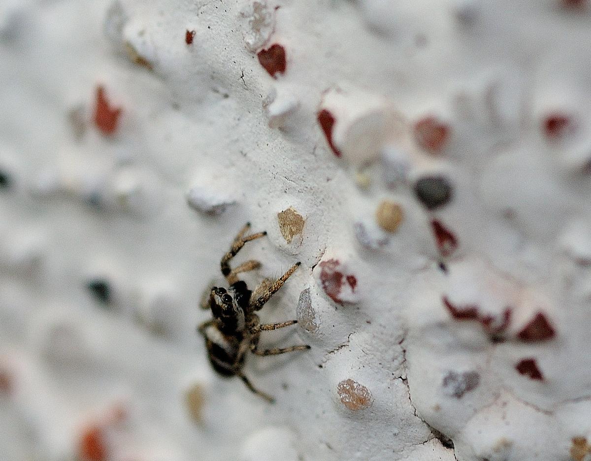 Spinne