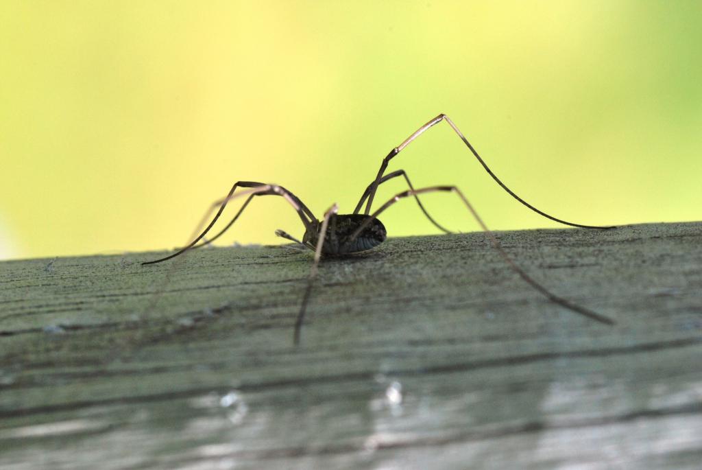 Spinne