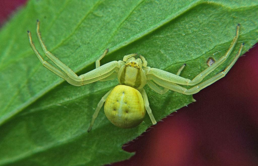 spinne