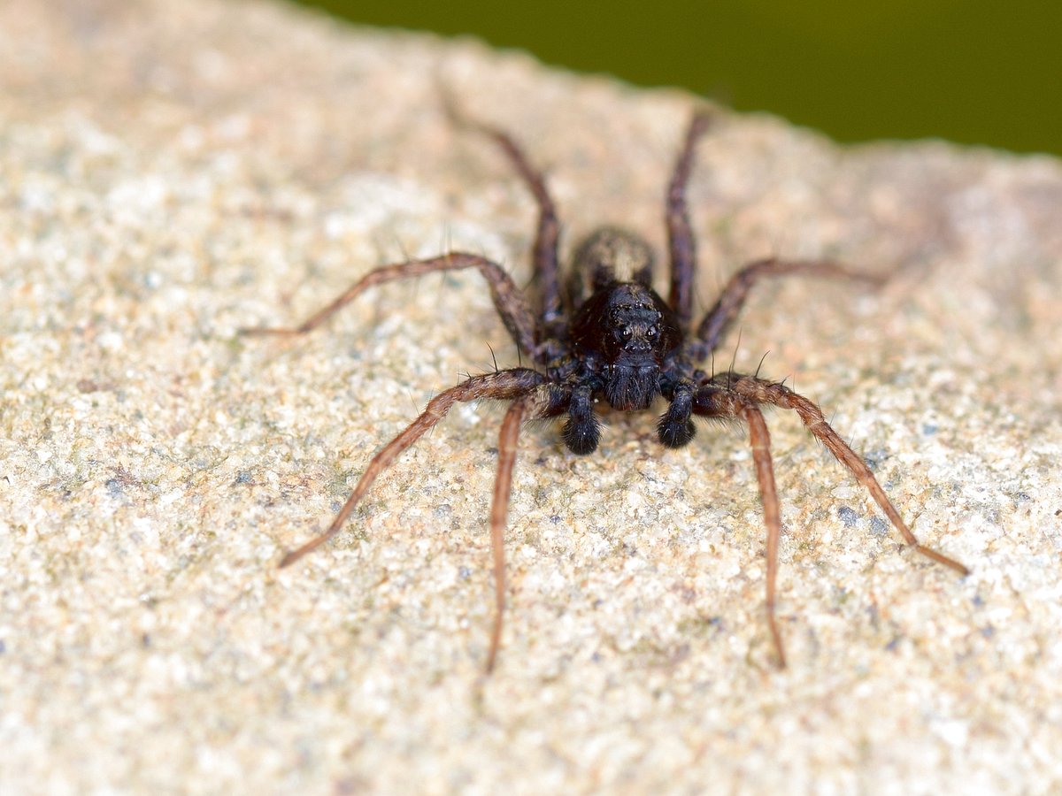 Spinne