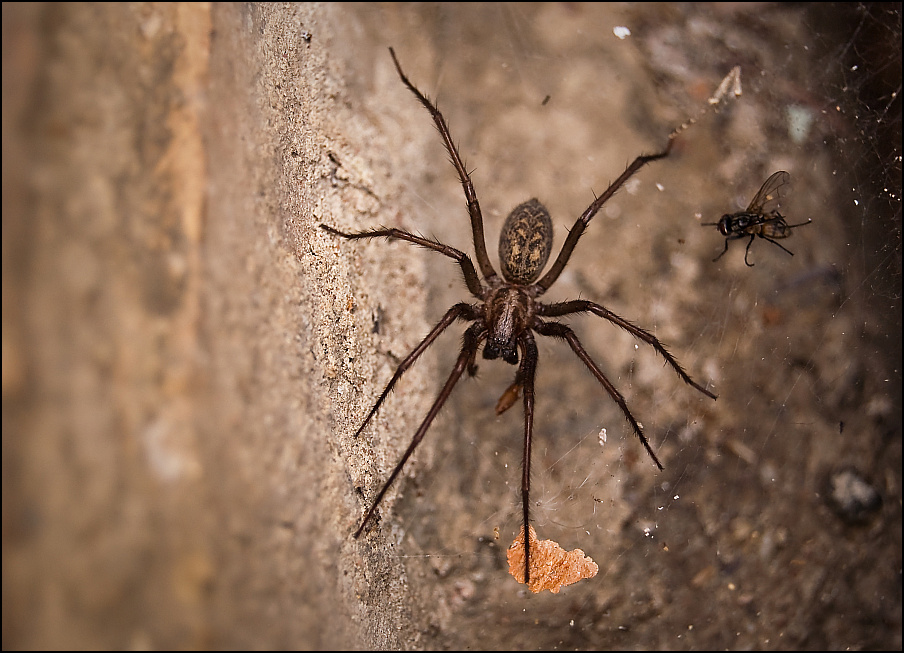 Spinne