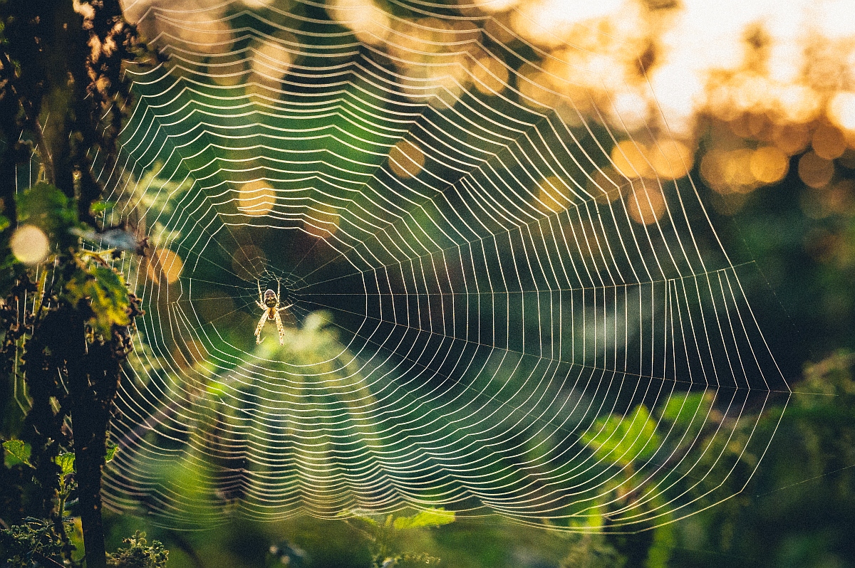 Spinne